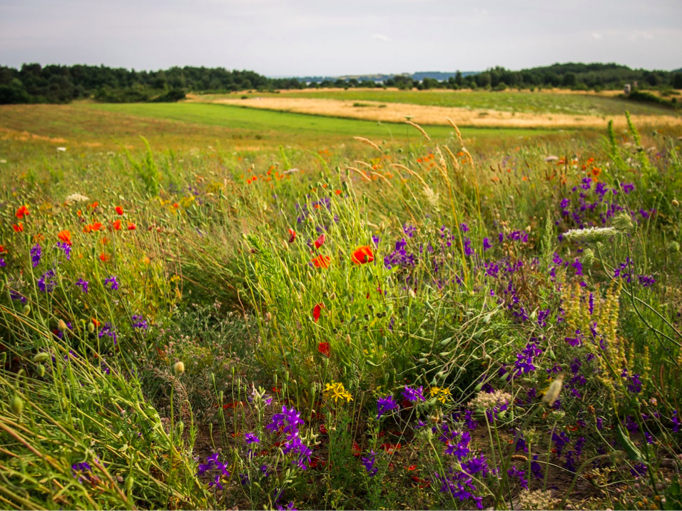 blühendes Feld blühendes Feld